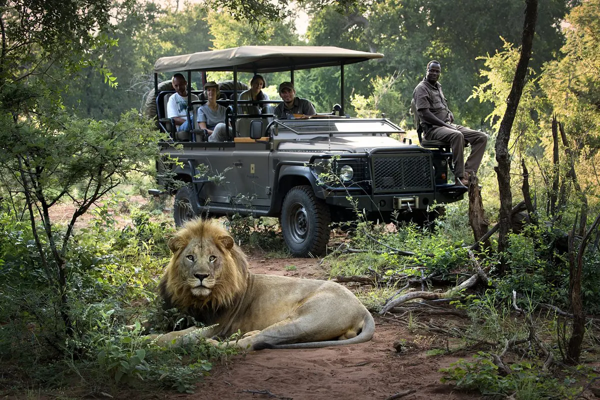León descansando delante de un vehículo de safari