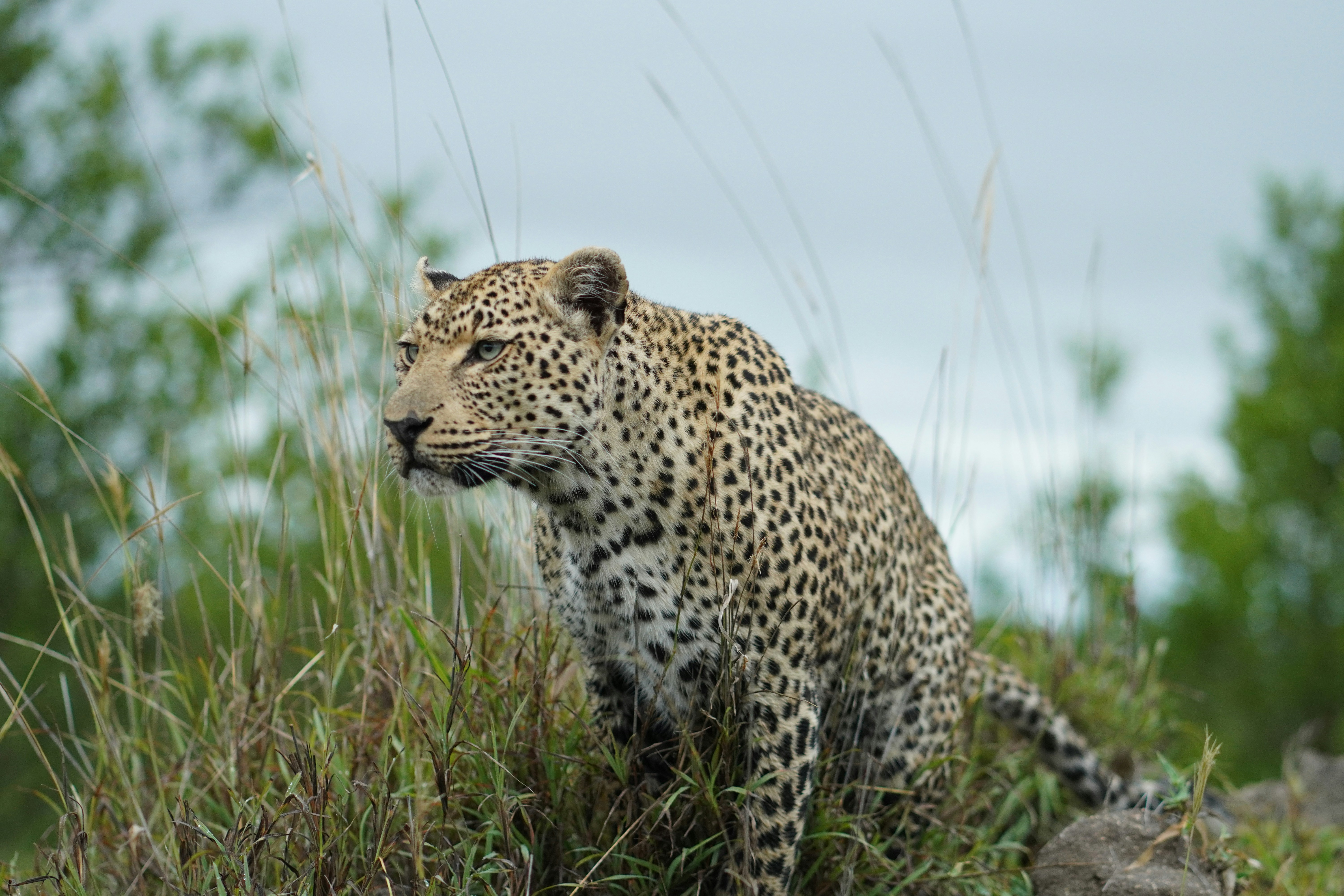 Leopardo sentado entre la vegetación