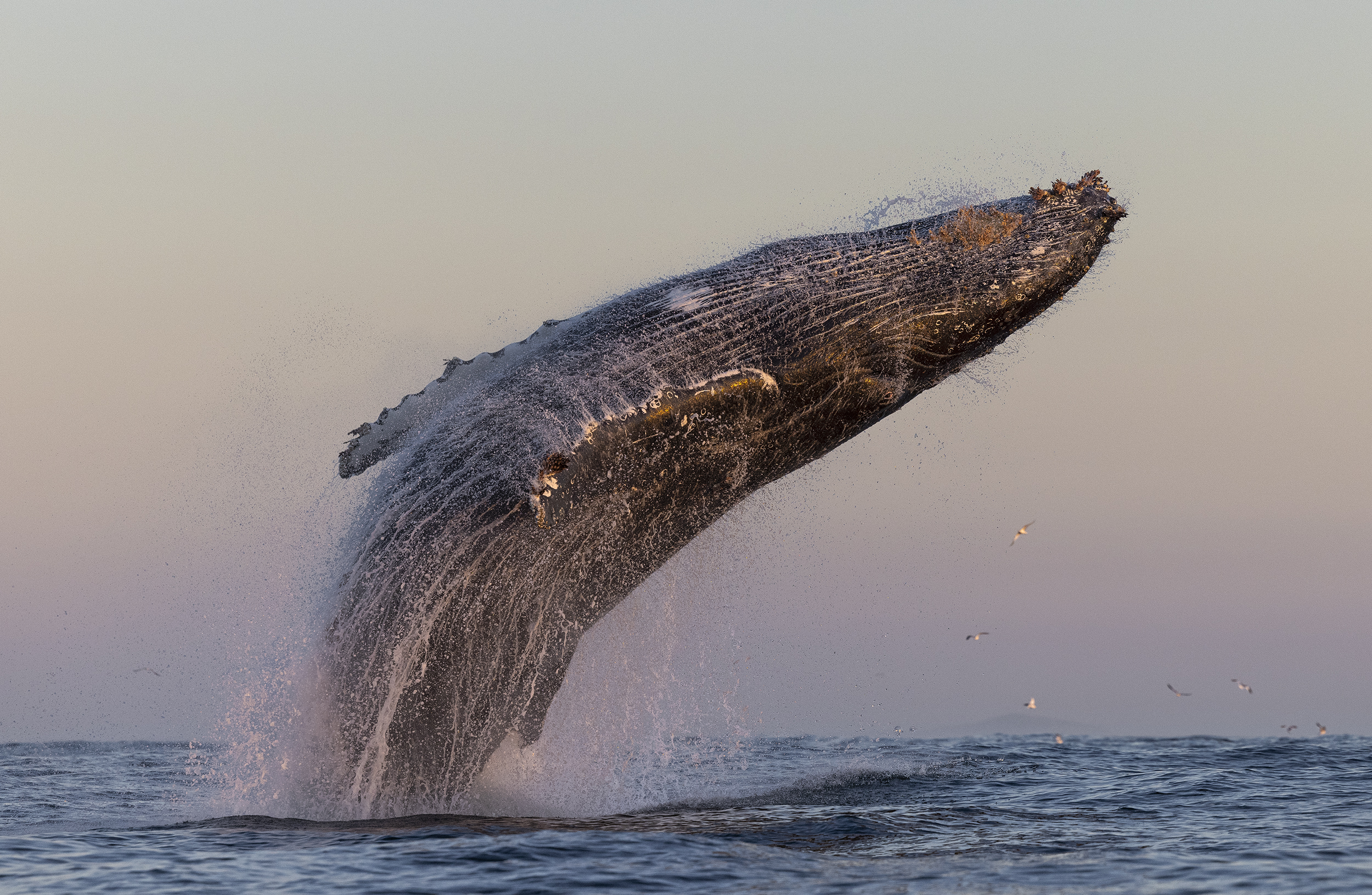 Ballena saltando fuera del agua